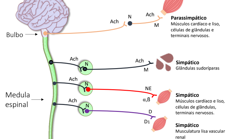Sistema Nervoso Autônomo (SNA): Farmacologia e mais! - Sanarmed