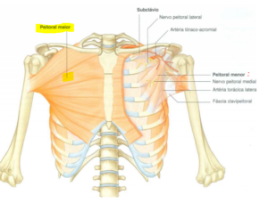 Resumo: músculos do tronco | Colunistas - Sanarmed