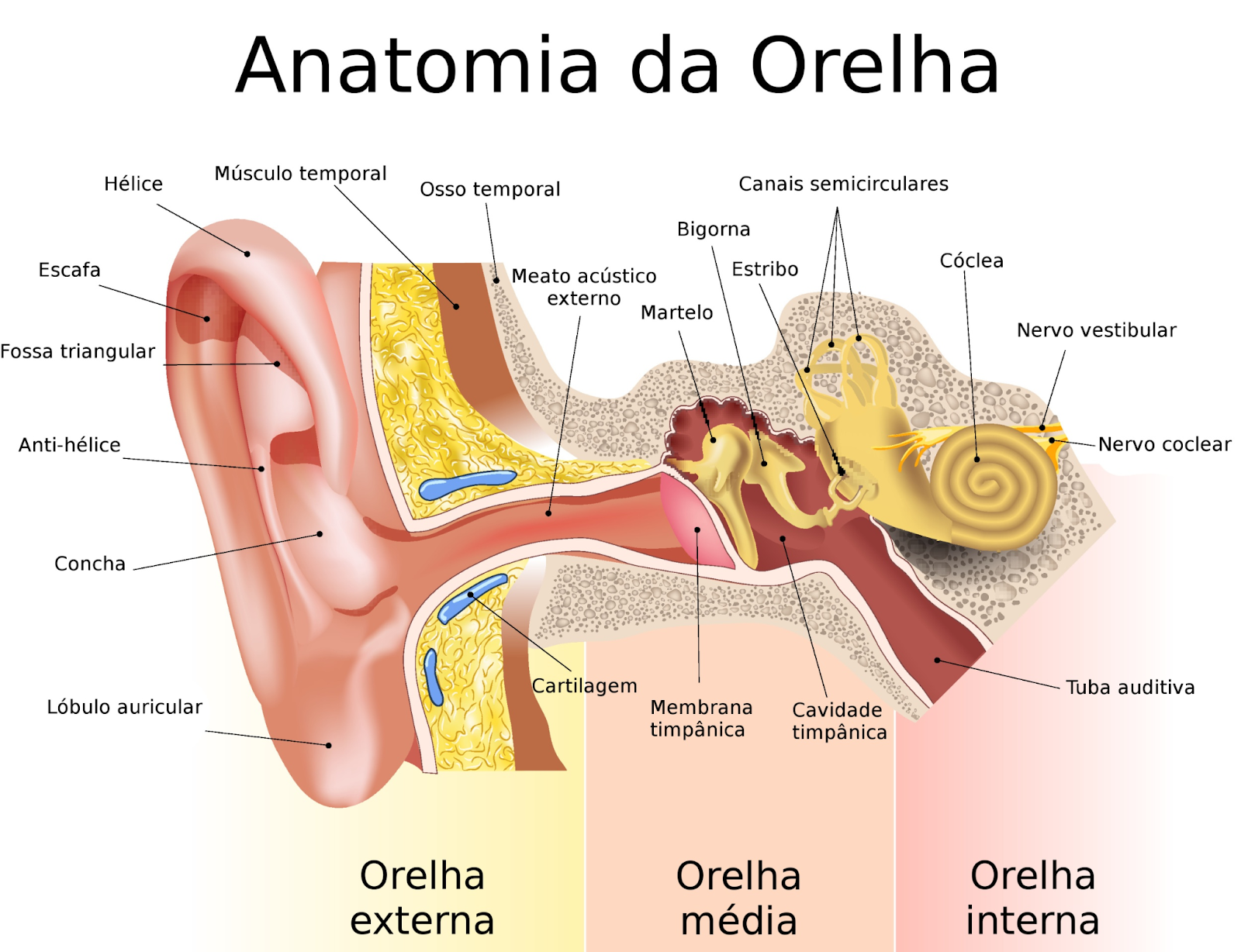 Dor de ouvido: como fazer o diagnóstico e o tratamento na emergência ...